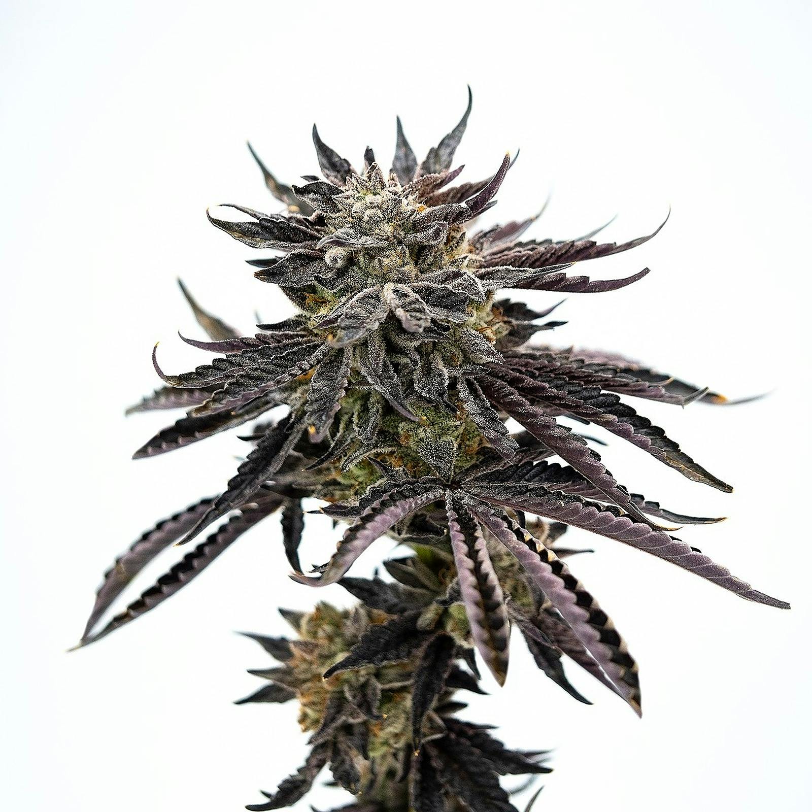 Good Day Farm Good Day Farm Confucius Kush Flower 3.5g Leafly