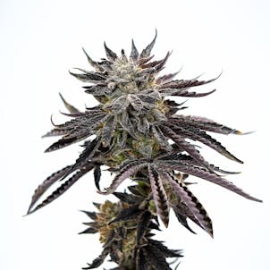 Photo of Good Day Farm: Confucius Kush | Flower | 3.5g