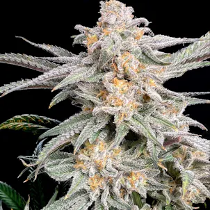 Photo of Snoop’s Punch (Hybrid)_