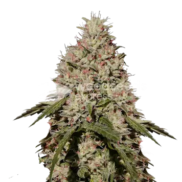 Photo of Death Star Feminized Seeds