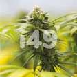 Product image for Blue Dream Feminized