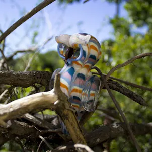 Photo of 4" Double Bowls Glass Owl Spoon