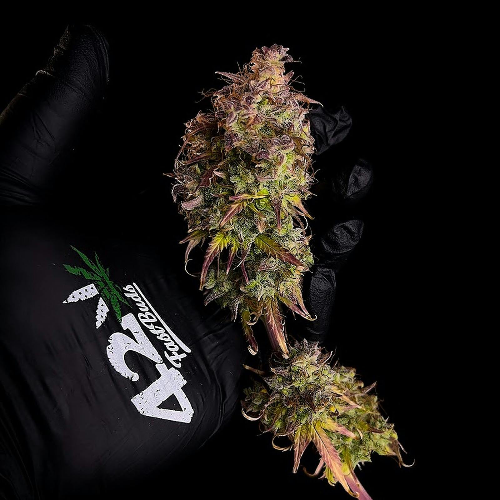 fast-buds-autoflowering-cannabis-seeds-amnesia-zkittlez-auto-fast
