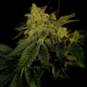 Photo of Black Domina Autoflower