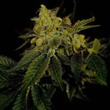 Photo of Black Domina Autoflower