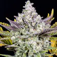 Product image for Purple Gorilla Auto