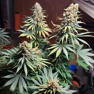 Photo of GG4 Seeds - Autoflower