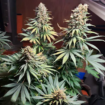 Photo of GG4 Seeds - Autoflower