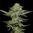 Pistachio Feminized Cannabis Seeds
