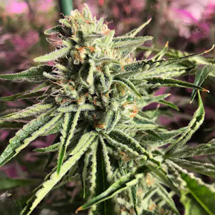 Photo of Katsu Kush