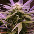 Product image for Lemon OG Haze feminized seeds x5