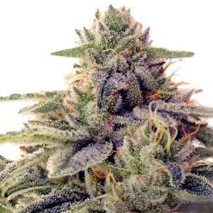 Photo of Shiskaberry Seeds