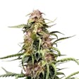 Product image for Northern Light XTRM Feminized