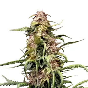 Photo of Northern Light XTRM Feminized