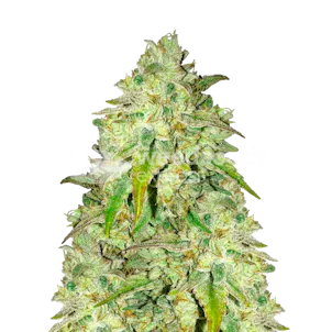 Photo of Sunset Sherbet Feminized Seeds