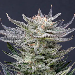 Photo of Purple Dream Auto