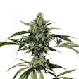 Product image for HiLo CBD Seeds 20:1