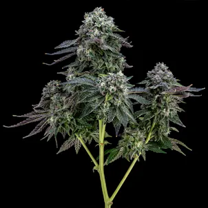 Photo of Blulato FloraCal Indica Premium Flower (3.5g)