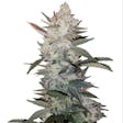 Product image for True O.G. Kush Seeds