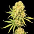Product image for Gold Sativa Cannabis Seeds Feminized