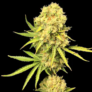 Photo of Gold Sativa Cannabis Seeds Feminized