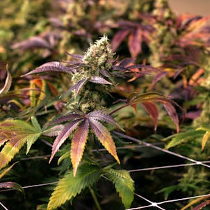 Photo of Cherry Pie OG Flower