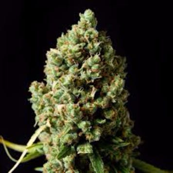 Photo of Critical Mass Seeds