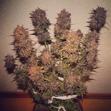 Photo of Crystal Meth