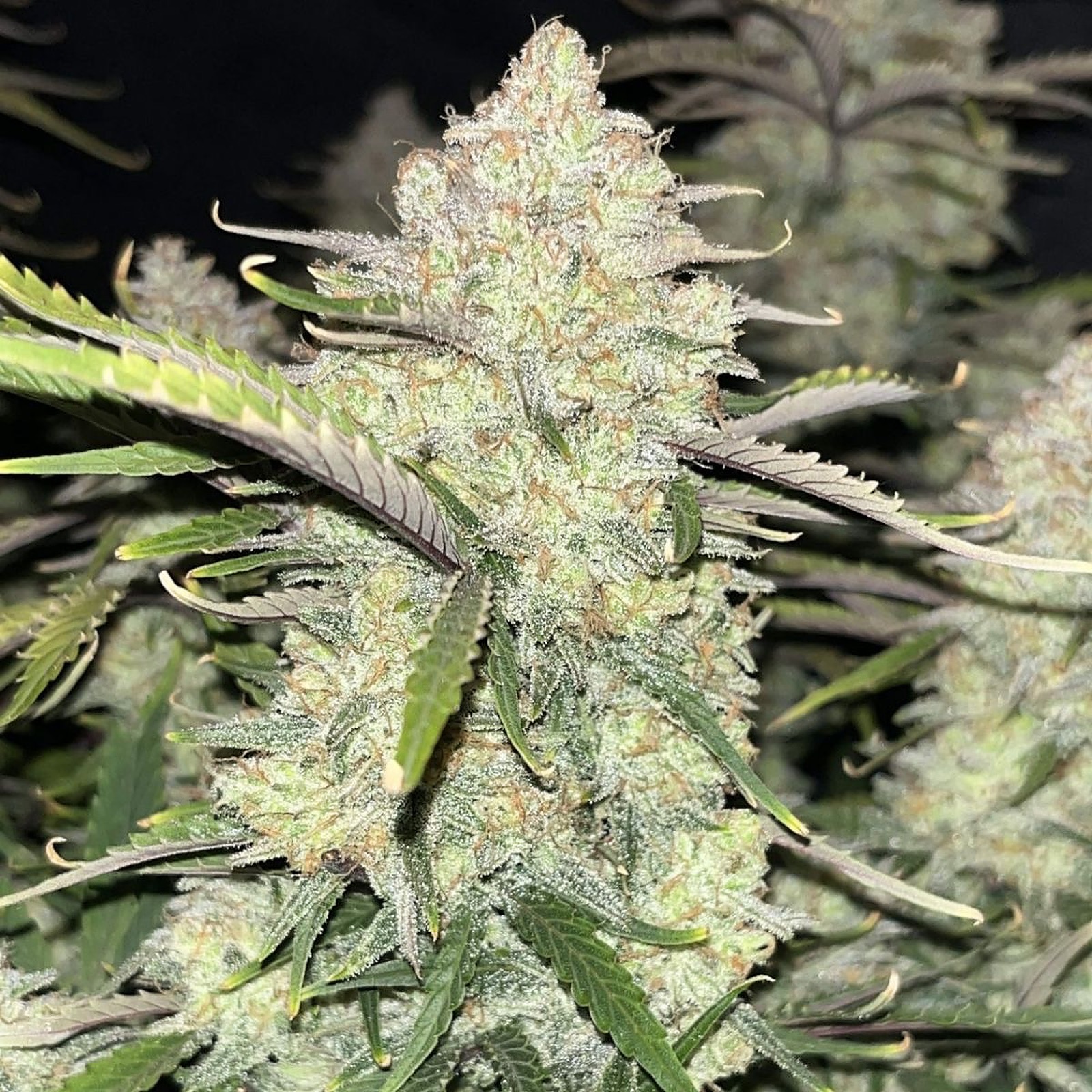 Fast Buds Autoflowering Cannabis Seeds: Ztrawberriez Auto | Fast Buds ...