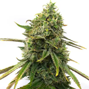 Photo of Strawberry Cough Feminized