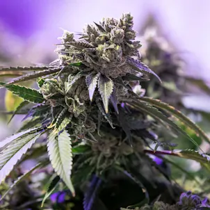 Photo of GG4 Seeds - Autoflower