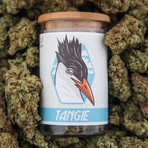 Photo of Tangie