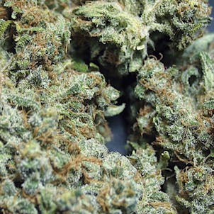 Photo of Electric Velvet