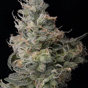 Photo of Tangerine Punch - Hybrid