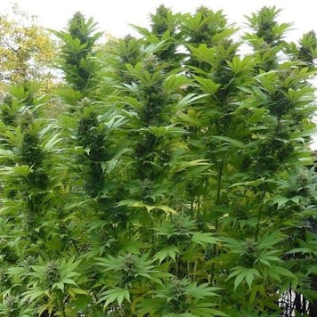 Photo of Poison Skunk Cannabis Seeds Feminized