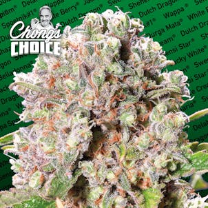 Photo of TOMMY CHONG'S™ - MENDOCINO SKUNK