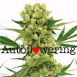Product image for Amnesia Haze (autoflowering) seeds