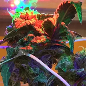 Photo of Habitat420 Grow Light. THE BEST, MOST EFFICIENT 100W BROAD SPECTRUM GROW LIGHT. NOT BURPLE!