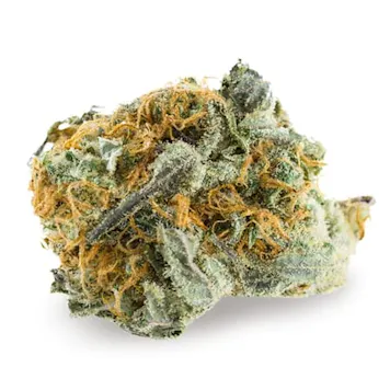 Photo of AMS Supreme Autoflowering