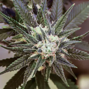 Photo of Strawberry Cough