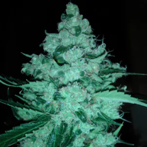 Photo of Sour Diesel
