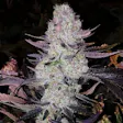 Product image for NukeHeads Super Purple Fem Seeds