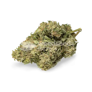 Photo of CBD Kush Autoflower Seeds