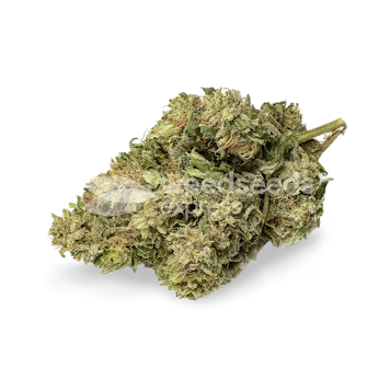 Photo of CBD Kush Autoflower Seeds