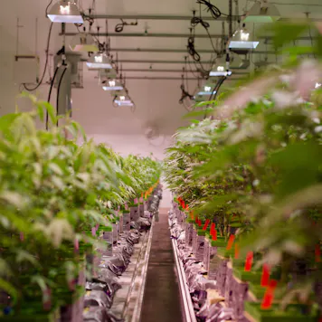 Photo of FOR SALE: Licensed, & Profitable Dispensary + Cultivation, Manufacturing & Distribution Facility