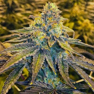 Photo of 5 Alive Feminized