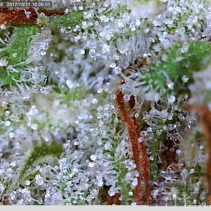 Photo of Pure Kush