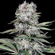Product image for Runtz 13 Feminized Cannabis Seeds
