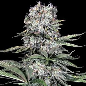 Photo of Runtz 13 Feminized Cannabis Seeds