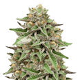 Gelato Feminized Seeds